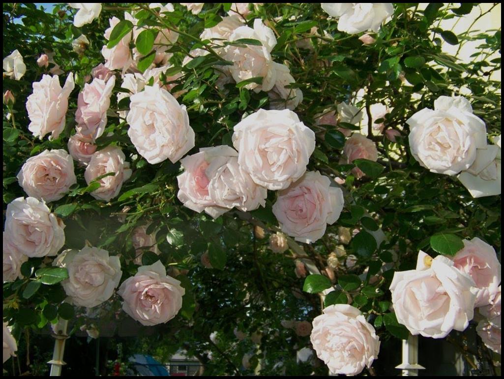 CLIMBING ROSE NEW DAWN Hinsdale Nurseries