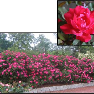 KNOCK OUT ROSE RED DOUBLE