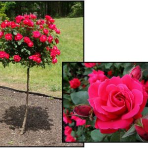 KNOCK OUT ROSE RED DOUBLE TREE