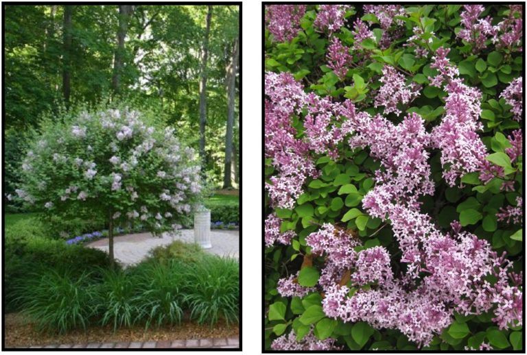 Dwarf Korean Lilac Standard Hinsdale Nurseries