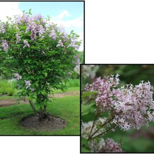LATE BLOOMING LILAC