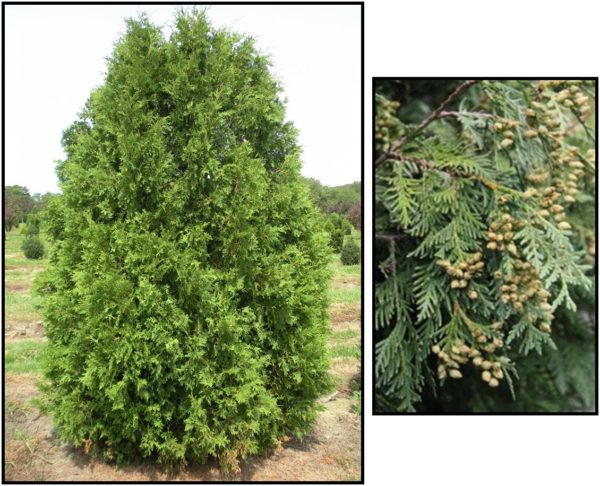 NIGRA ARBORVITAE – Hinsdale Nurseries