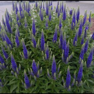 ROYAL CANDLES SPEEDWELL