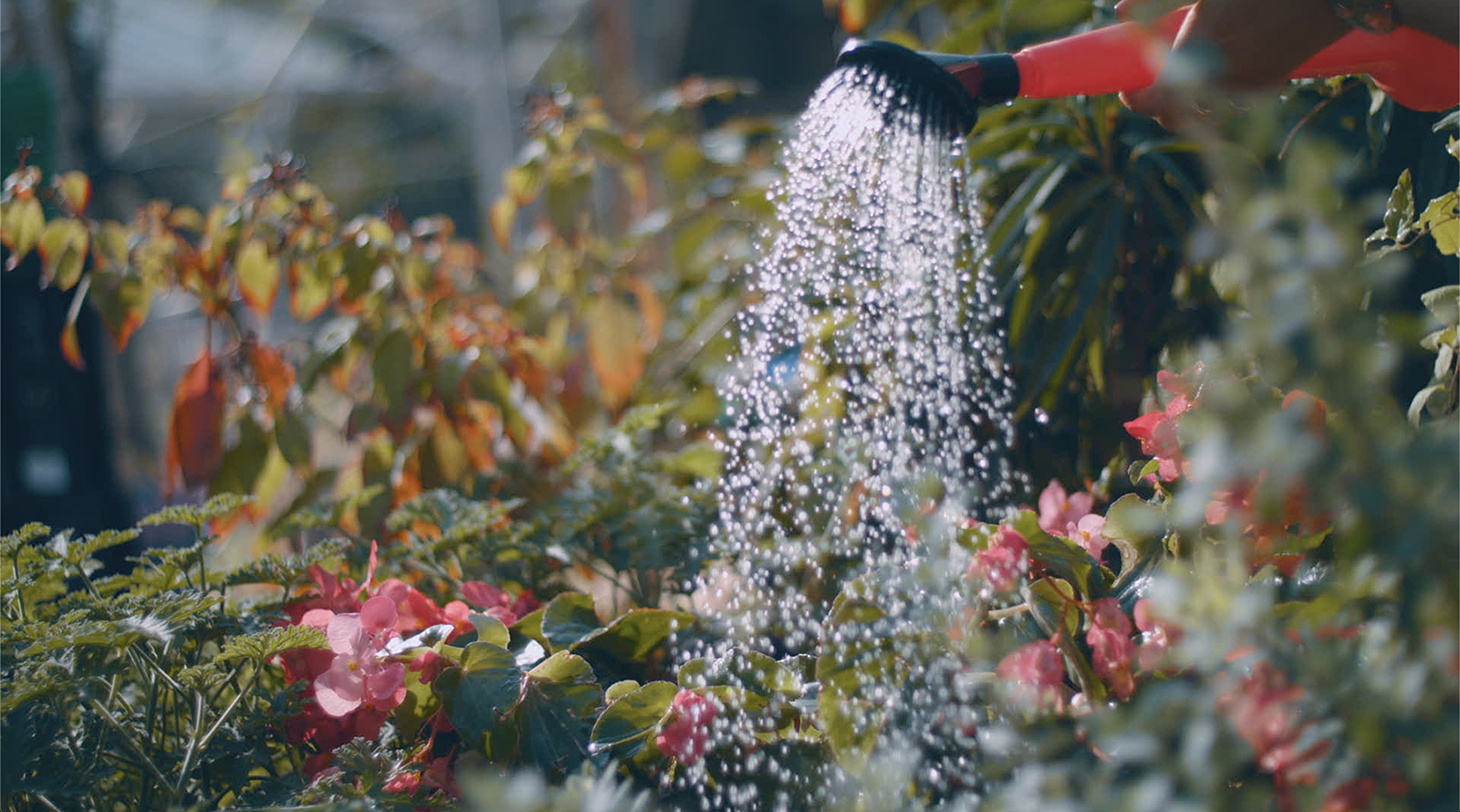 Read more about the article Watering 101.