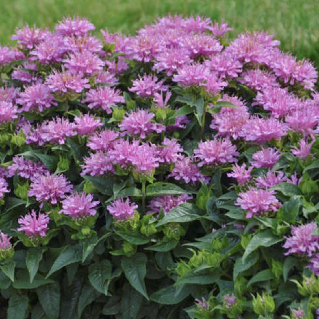 Our 5 Favorite Sun-Loving Perennials – Hinsdale Nurseries – Welcome to ...