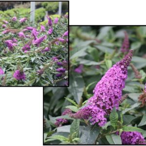 PUGSTER PERIWINKLE BUTTERFLY BUSH