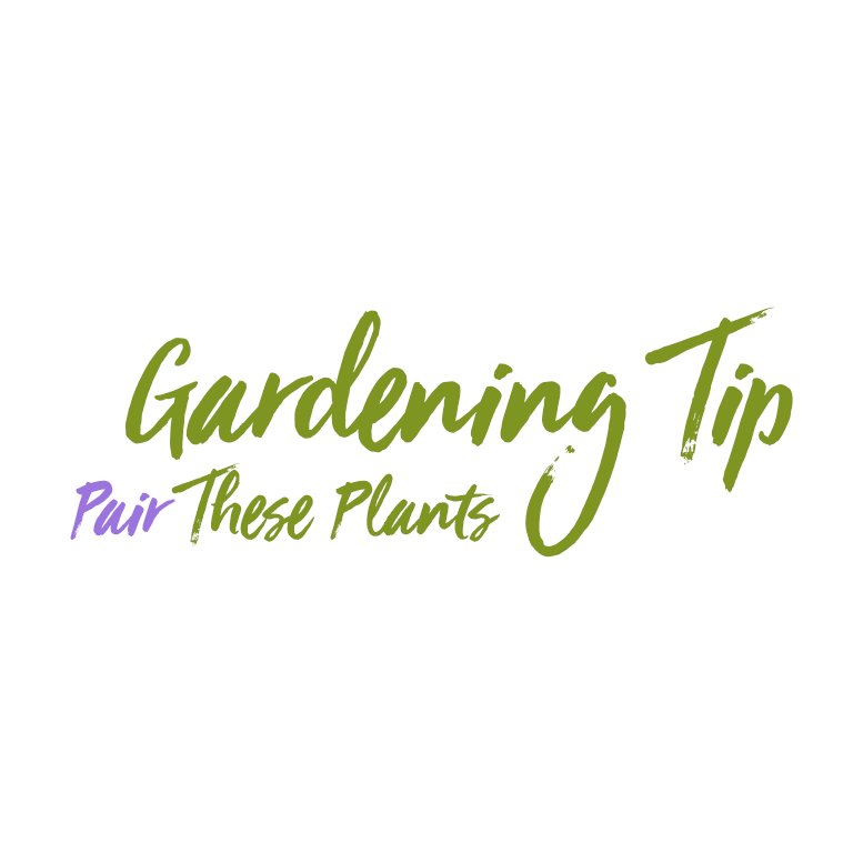 Read more about the article Gardening Tip: Pair These Plants