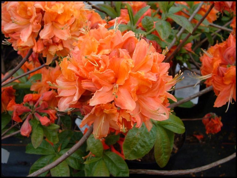 Mandarin Lights Azalea Hinsdale Nurseries Welcome To Hinsdale Nurseries