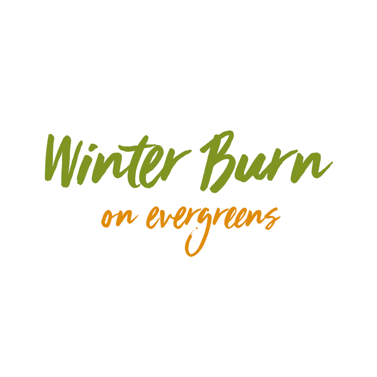 Read more about the article Winter Burn on Evergreens