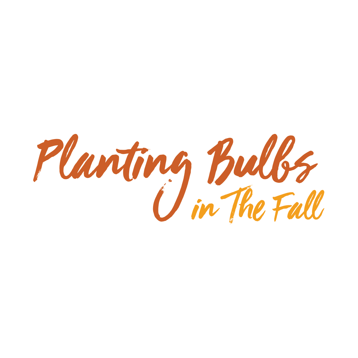 Read more about the article Planting Bulbs in the Fall