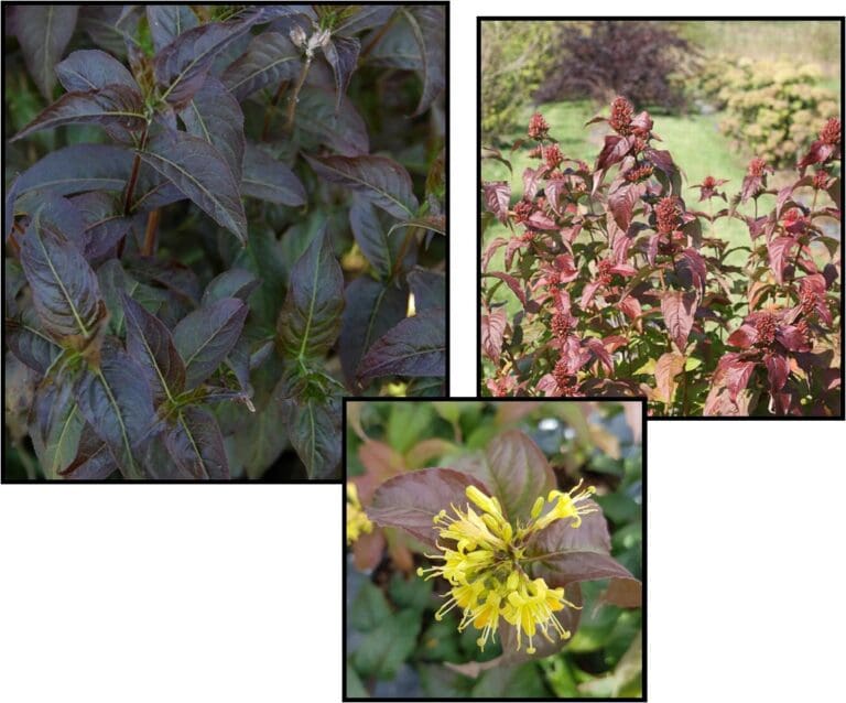 KODIAK BLACK BUSH HONEYSUCKLE Hinsdale Nurseries to