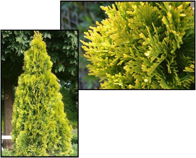 HIGHLIGHTS ARBORVITAE Hinsdale Nurseries to Hinsdale Nurseries