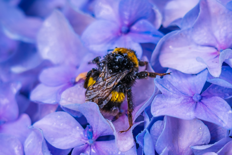 Creating A Buzz: Pollinator Friendly Gardening Tips