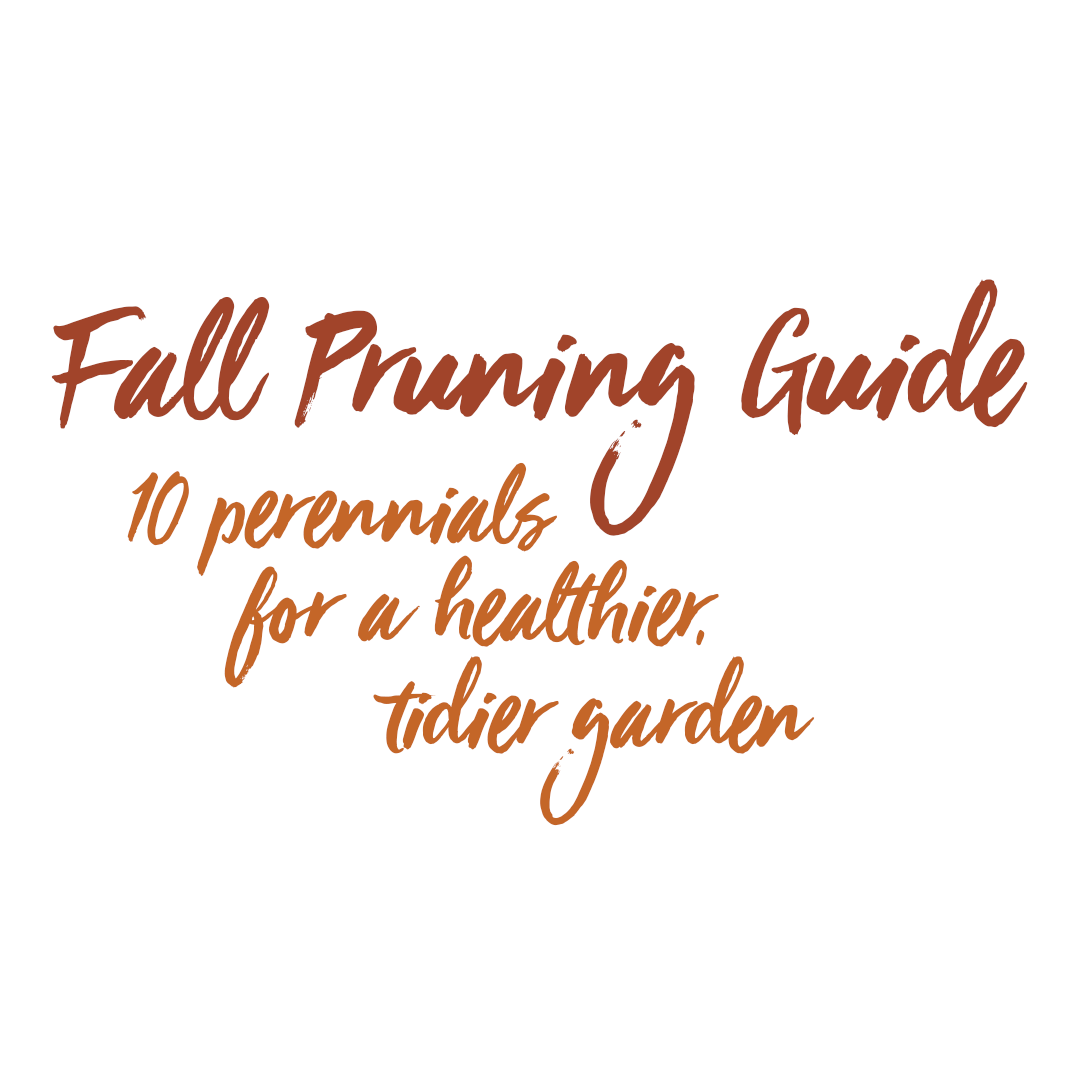 Read more about the article Fall Pruning Guide: 10 Perennials for a Healthier, Tidier Garden