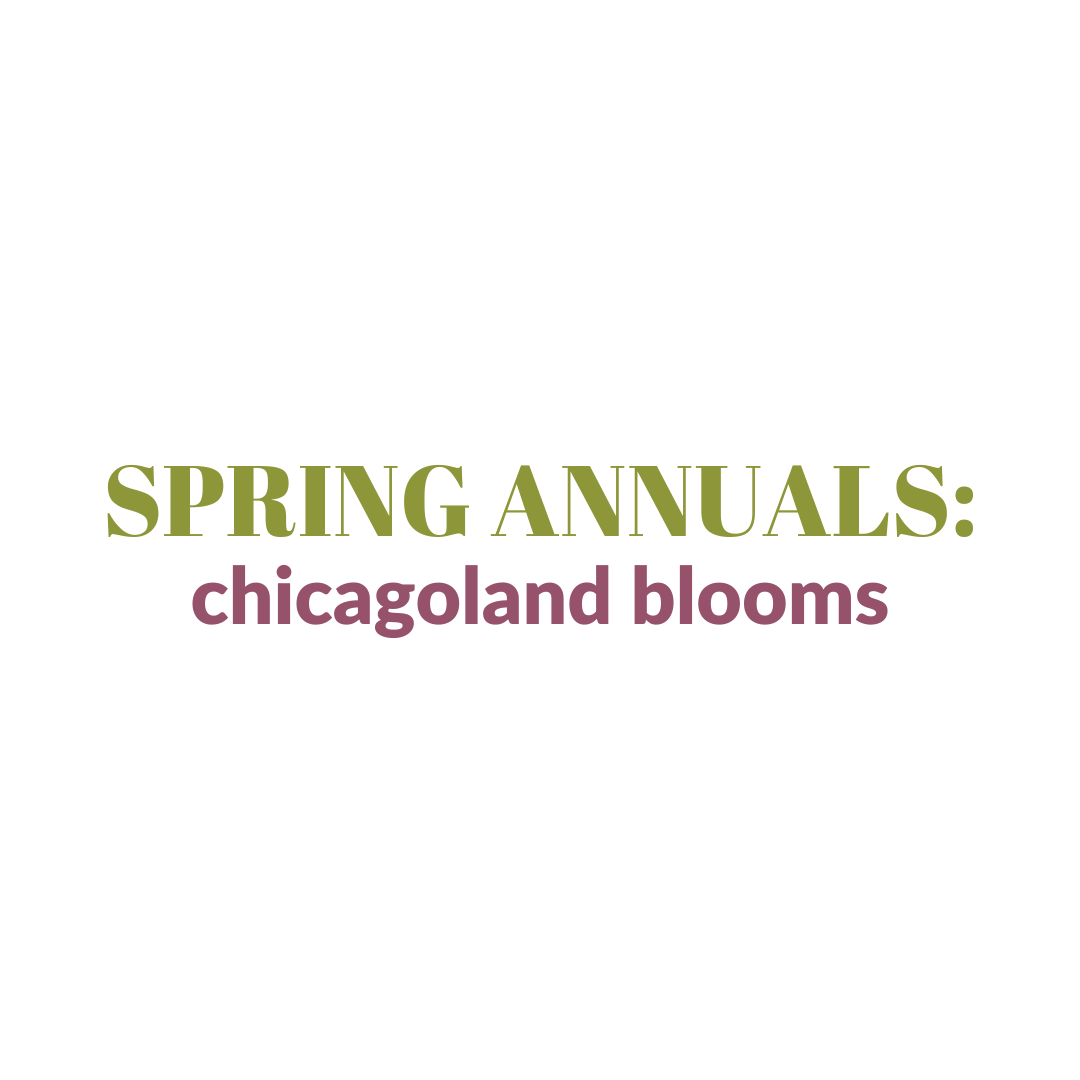 Read more about the article Chicagoland Blooms: Spring Annuals