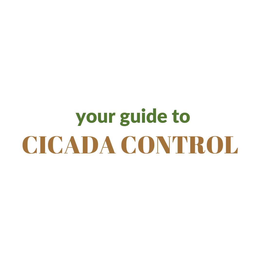 Your Guide To Cicadas And Garden Defense