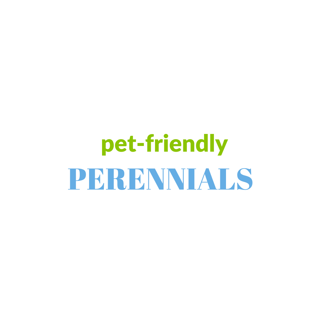 Read more about the article Pet-Friendly Perennials: Beautify Your Garden with Peace of Mind