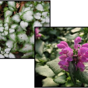 PURPLE DRAGON DEAD NETTLE