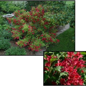 RED PRINCE WEIGELA