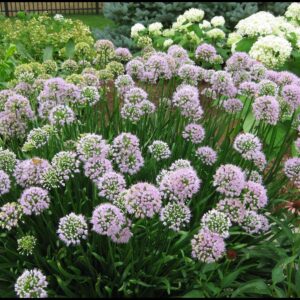 SUMMER BEAUTY ORNAMENTAL ONION