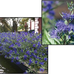 SAPPHIRE SURF BLUE MIST SHRUB