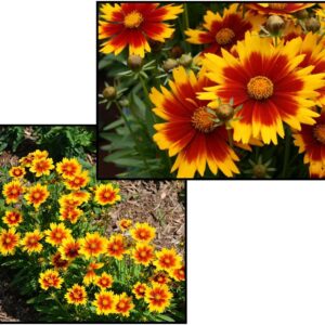UPTICK GOLD AND BRONZE COREOPSIS