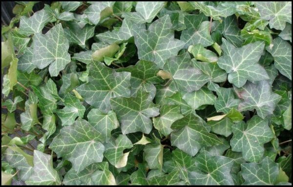 THORNDALE IVY