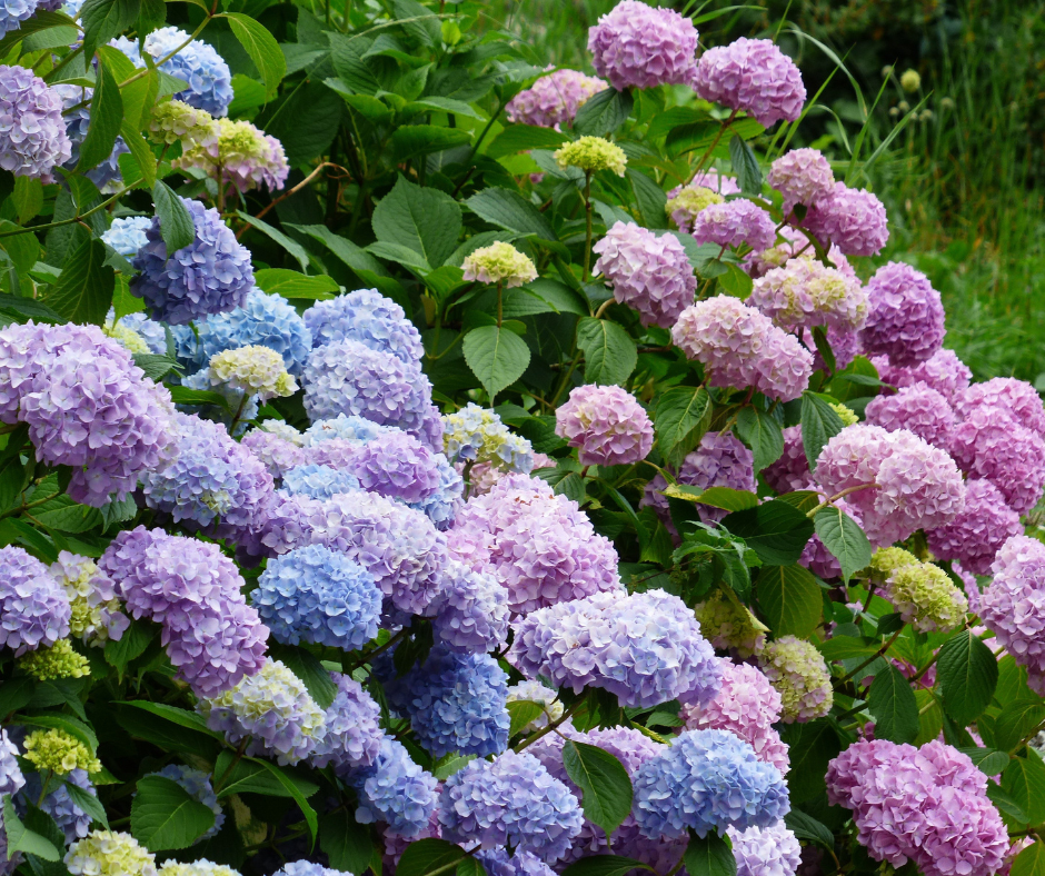 Hydrangeas 101: A Quick And Easy Guide