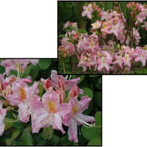 TRI LIGHTS AZALEA