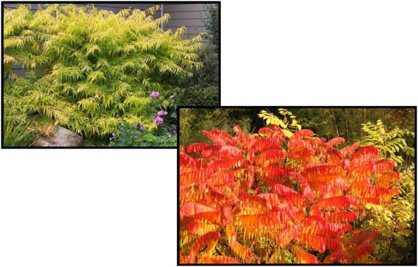 TIGEREYES CUTLEAF STAGHORN SUMAC – Hinsdale Nurseries – Welcome to ...