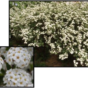 SNOWMOUND SPIREA