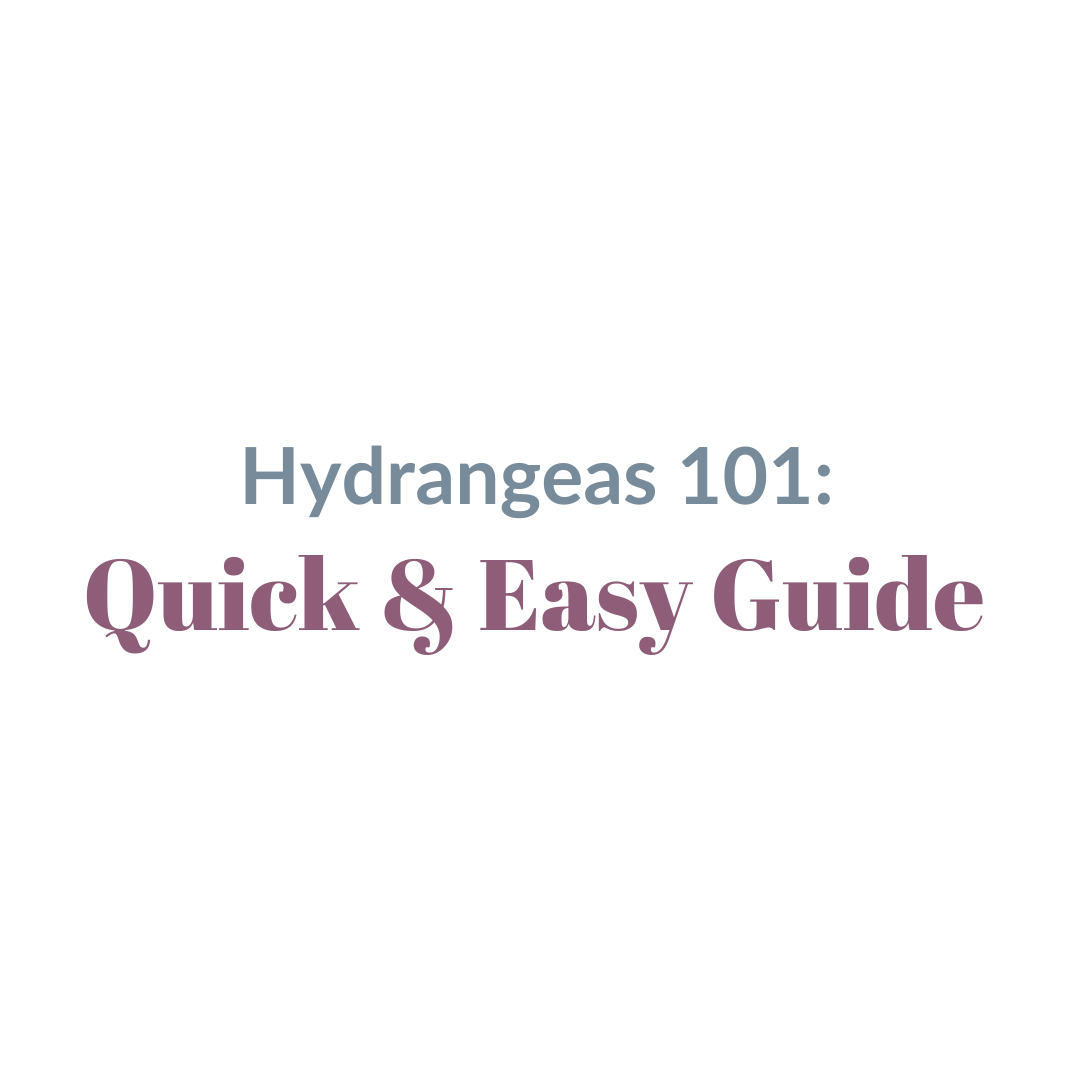Hydrangeas 101: A Quick And Easy Guide