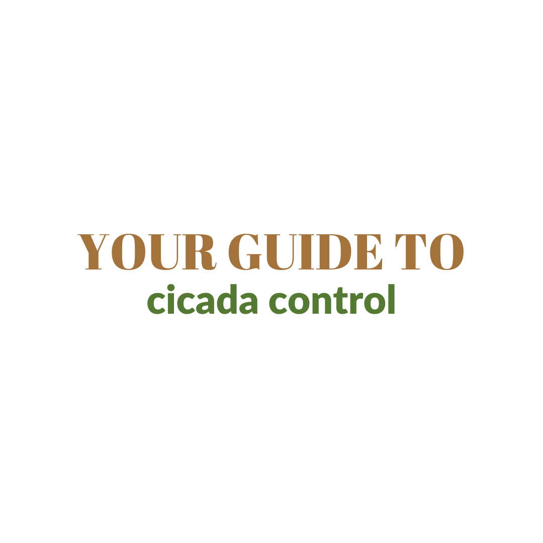 Read more about the article Your Guide to Cicadas and Garden Defense