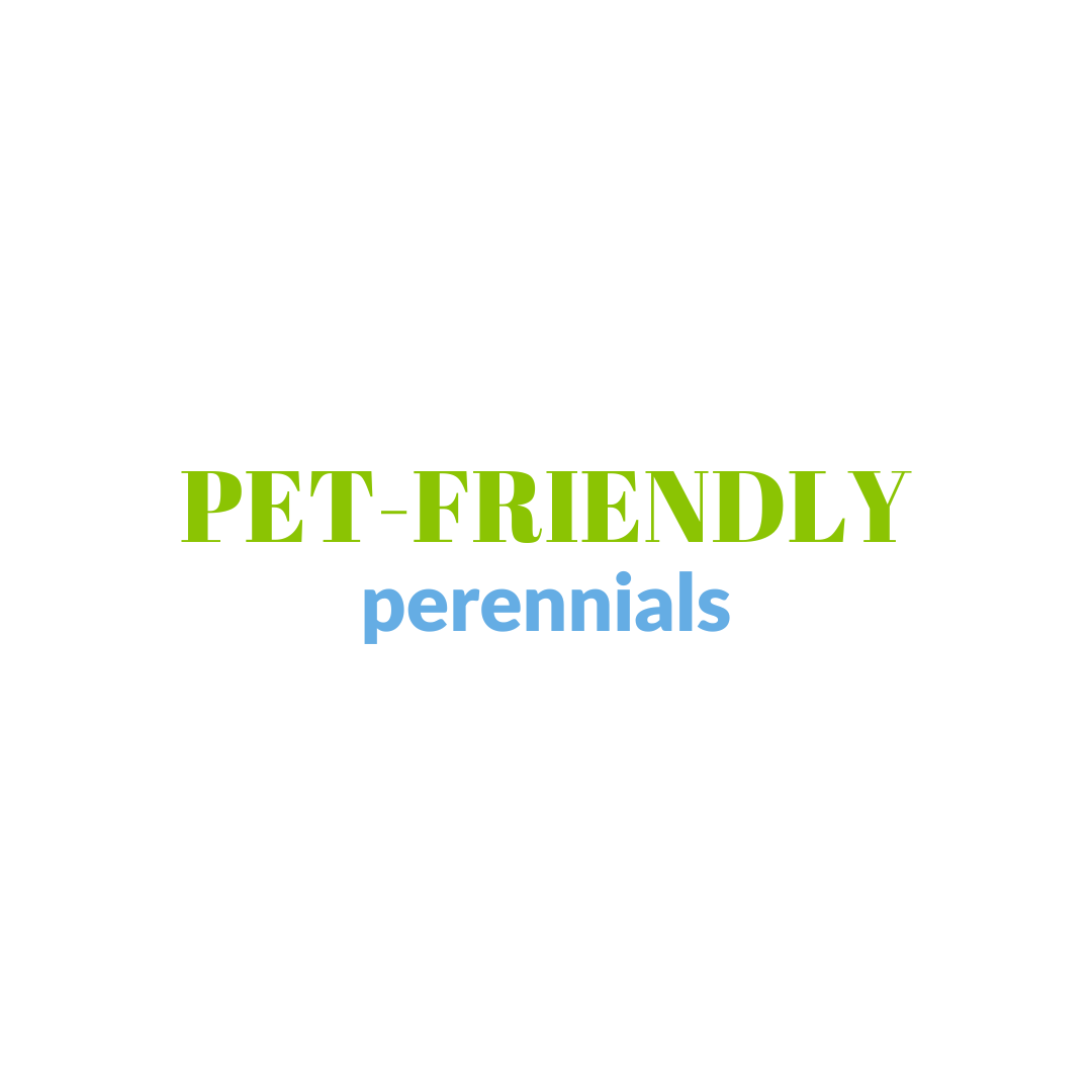 Read more about the article Pet-Friendly Perennials: Beautify Your Garden with Peace of Mind