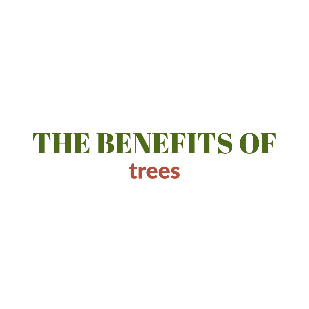 Read more about the article The Benefits of Trees: Enhancing Our Environment and Well-Being