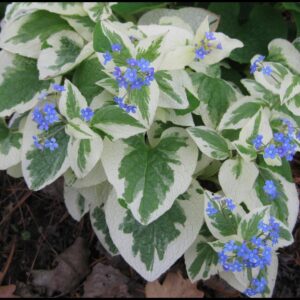 VARIEGATED BRUNNERA