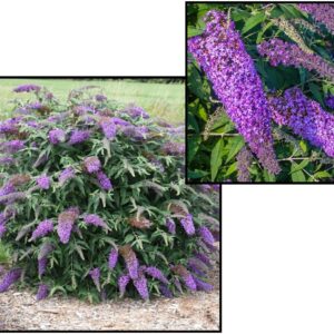 VIOLET CASCADE BUTTERFLY BUSH