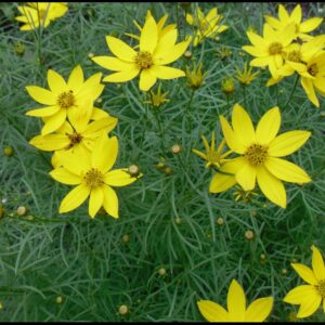 ZAGREB COREOPSIS