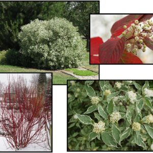 VARIEGATED DOGWOOD