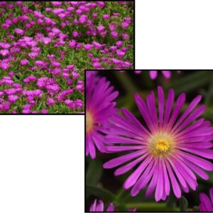 VIOLET ICE PLANT