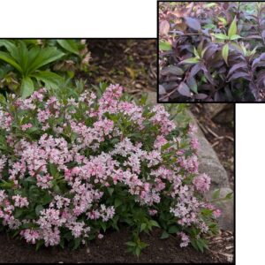 YUKI CHERRY BLOSSOM DEUTZIA