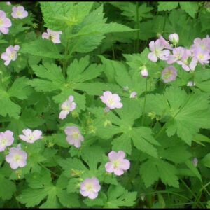 WILD GERANIUM