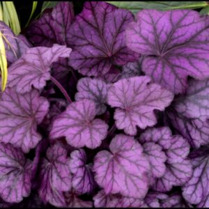 WILD ROSE CORAL BELLS