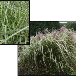 VARIEGATED MAIDEN GRASS