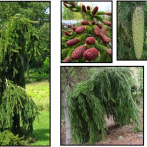 WEEPING NORWAY SPRUCE