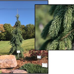 WEEPING WHITE SPRUCE