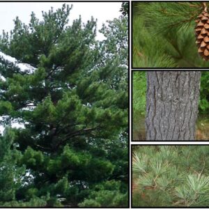 WHITE PINE