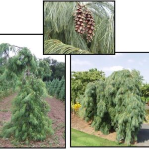 WEEPING WHITE PINE