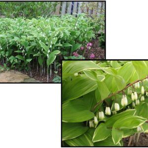 VARIEGATED SOLOMONS SEAL