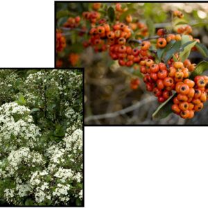 YUKON BELLE PYRACANTHA TRELLIS